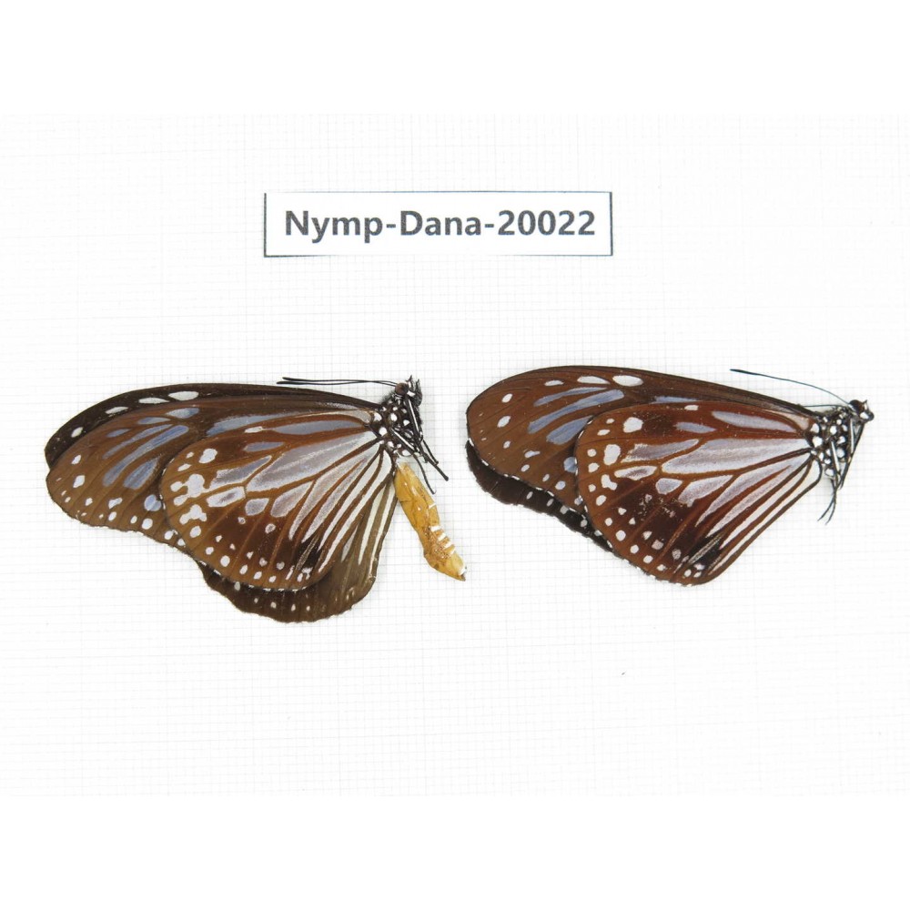 Parantica melaneus ssp. China, Yunnan, Xishuangbanna, Mengla. 2M. Nymp-Dana-20022.