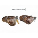 Parantica melaneus ssp. China, Yunnan, Xishuangbanna, Mengla. 2M. Nymp-Dana-20022.