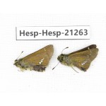 Polytremis pellucida. China, Anhui, Hefei. 1P. Hesp-Hesp-21263.