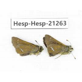 Polytremis pellucida. China, Anhui, Hefei. 1P. Hesp-Hesp-21263.
