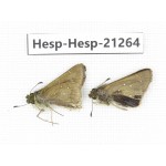 Polytremis pellucida. China, Anhui, Hefei. 2M. Hesp-Hesp-21264.