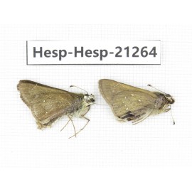 Polytremis pellucida. China, Anhui, Hefei. 2M. Hesp-Hesp-21264.