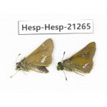 Polytremis pellucida. China, Anhui, Hefei. 2M. Hesp-Hesp-21265.