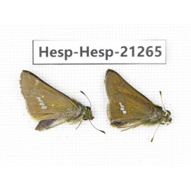 Polytremis pellucida. China, Anhui, Hefei. 2M. Hesp-Hesp-21265.