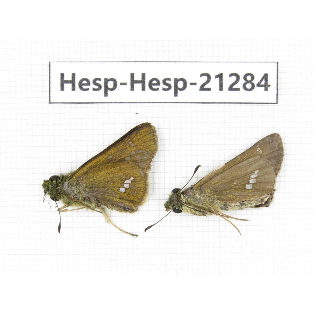 Polytremis pellucida. China, Anhui, Hefei. 2M. Hesp-Hesp-21284.