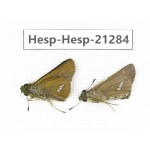 Polytremis pellucida. China, Anhui, Hefei. 2M. Hesp-Hesp-21284.