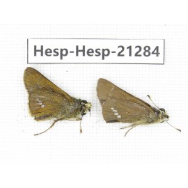 Polytremis pellucida. China, Anhui, Hefei. 2M. Hesp-Hesp-21284.