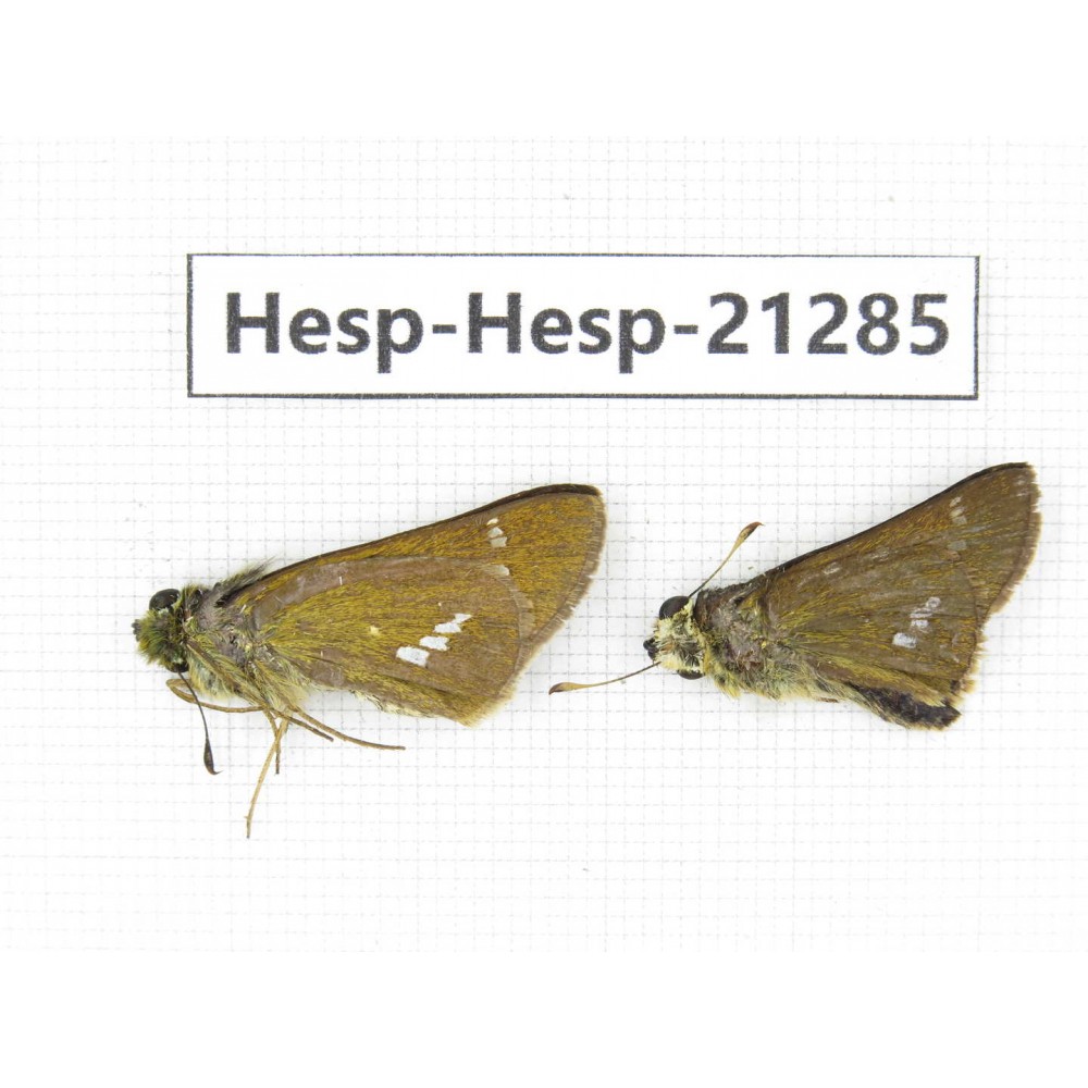 Polytremis pellucida. China, Anhui, Hefei. 2M. Hesp-Hesp-21285.