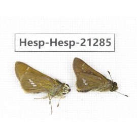 Polytremis pellucida. China, Anhui, Hefei. 2M. Hesp-Hesp-21285.
