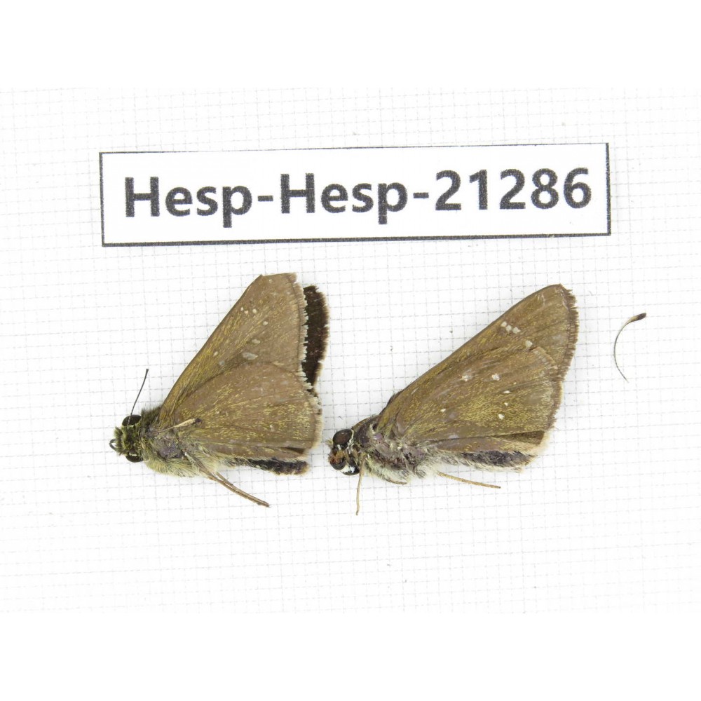 Polytremis pellucida. China, Anhui, Hefei. 2M. Hesp-Hesp-21286.