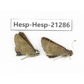 Polytremis pellucida. China, Anhui, Hefei. 2M. Hesp-Hesp-21286.