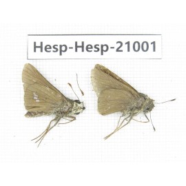 Polytremis sp. China, Guangxi, Baise area, Pingguo county. 2M. Hesp-Hesp-21001.