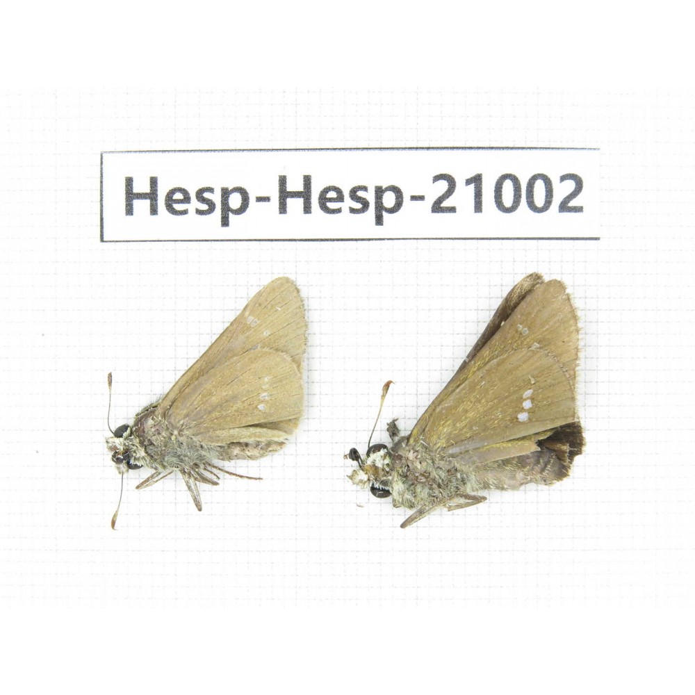 Polytremis sp. China, Guangxi, Baise area, Pingguo county. 2M. Hesp-Hesp-21002.
