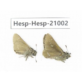 Polytremis sp. China, Guangxi, Baise area, Pingguo county. 2M. Hesp-Hesp-21002.
