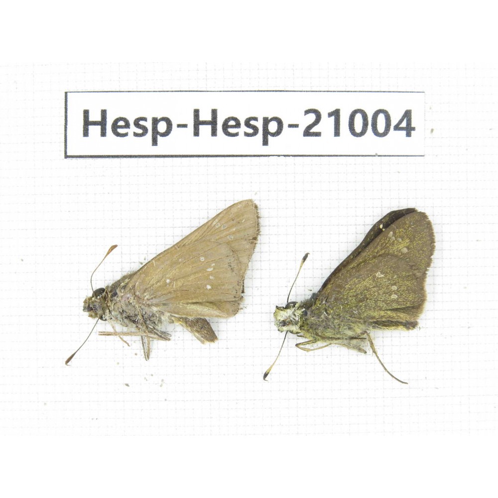 Polytremis sp. China, Guangxi, Baise area, Pingguo county. 2M. Hesp-Hesp-21004.