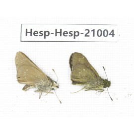 Polytremis sp. China, Guangxi, Baise area, Pingguo county. 2M. Hesp-Hesp-21004.