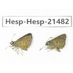 Aeromachus sp. China, Guangxi, Baise, Mt.Cenwanglaoshan. 2M. Hesp-Hesp-21482.