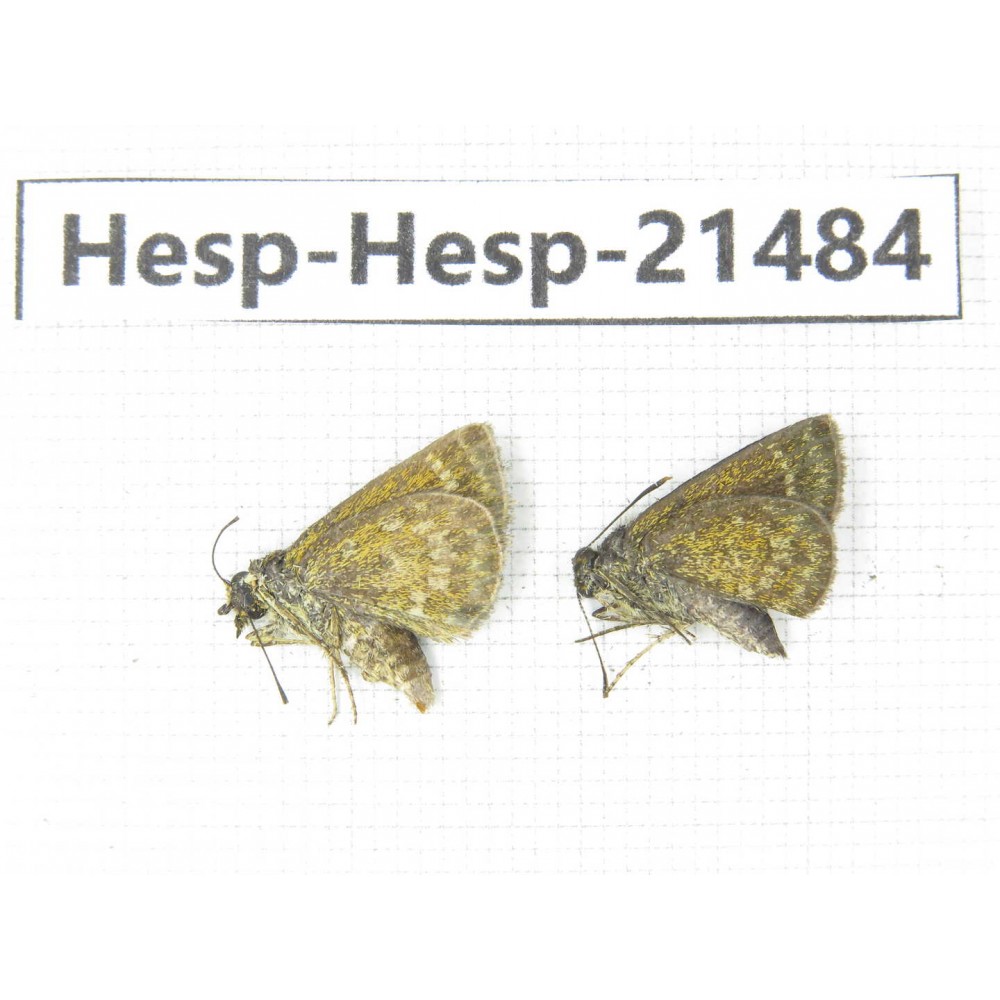 Aeromachus sp. China, Guangxi, Baise, Mt.Cenwanglaoshan. 2M. Hesp-Hesp-21484.