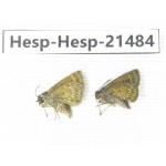 Aeromachus sp. China, Guangxi, Baise, Mt.Cenwanglaoshan. 2M. Hesp-Hesp-21484.