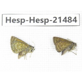 Aeromachus sp. China, Guangxi, Baise, Mt.Cenwanglaoshan. 2M. Hesp-Hesp-21484.