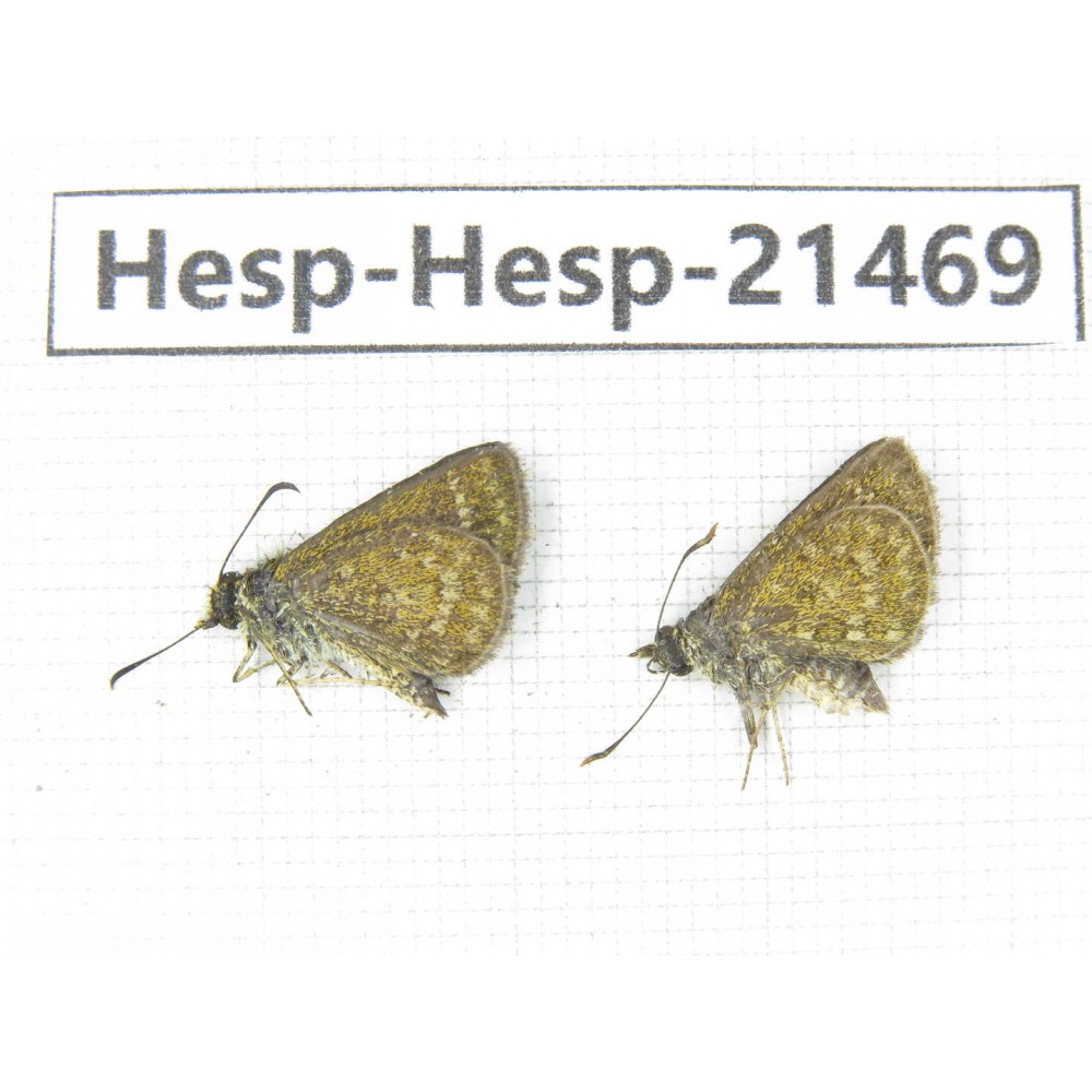 Aeromachus sp. China, Guangxi, Baise, Mt.Cenwanglaoshan. 2M. Hesp-Hesp-21469.