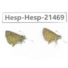 Aeromachus sp. China, Guangxi, Baise, Mt.Cenwanglaoshan. 2M. Hesp-Hesp-21469.