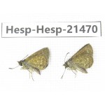 Aeromachus sp. China, Guangxi, Baise, Mt.Cenwanglaoshan. 2M. Hesp-Hesp-21470.