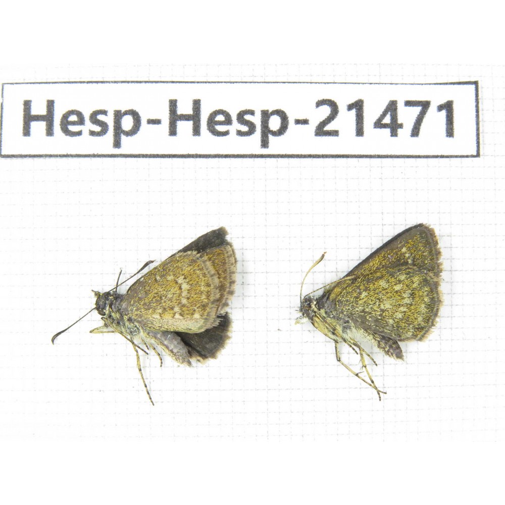 Aeromachus sp. China, Guangxi, Baise, Mt.Cenwanglaoshan. 2M. Hesp-Hesp-21471.