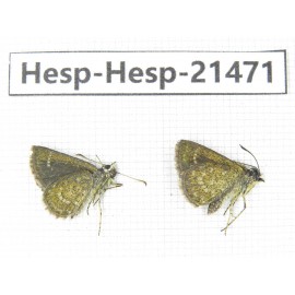 Aeromachus sp. China, Guangxi, Baise, Mt.Cenwanglaoshan. 2M. Hesp-Hesp-21471.