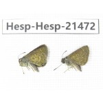 Aeromachus sp. China, Guangxi, Baise, Mt.Cenwanglaoshan. 2M. Hesp-Hesp-21472.