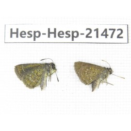 Aeromachus sp. China, Guangxi, Baise, Mt.Cenwanglaoshan. 2M. Hesp-Hesp-21472.