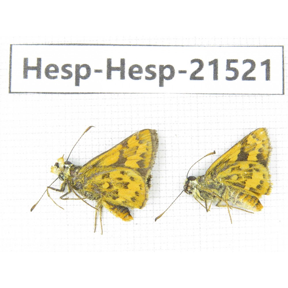 Ampittia dioscorides. China, Guangxi, Baise, Mt.Cenwanglaoshan. 2M. Hesp-Hesp-21521.