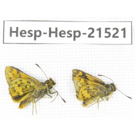 Ampittia dioscorides. China, Guangxi, Baise, Mt.Cenwanglaoshan. 2M. Hesp-Hesp-21521.