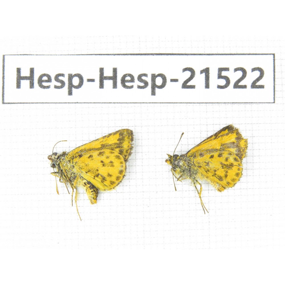 Ampittia dioscorides. China, Guangxi, Baise, Mt.Cenwanglaoshan. 2M. Hesp-Hesp-21522.