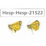 Ampittia dioscorides. China, Guangxi, Baise, Mt.Cenwanglaoshan. 2M. Hesp-Hesp-21522.