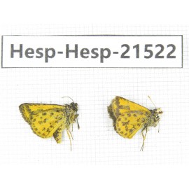 Ampittia dioscorides. China, Guangxi, Baise, Mt.Cenwanglaoshan. 2M. Hesp-Hesp-21522.