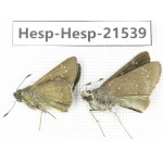 Polytremis sp. China, Guangxi, Baise, Mt.Cenwanglaoshan. 2M. Hesp-Hesp-21539.