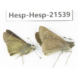 Polytremis sp. China, Guangxi, Baise, Mt.Cenwanglaoshan. 2M. Hesp-Hesp-21539.