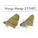 Polytremis sp. China, Guangxi, Baise, Mt.Cenwanglaoshan. 2M. Hesp-Hesp-21540.