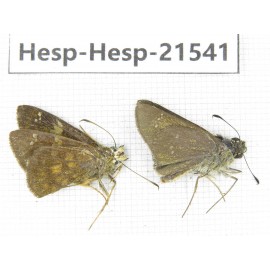 Polytremis sp. China, Guangxi, Baise, Mt.Cenwanglaoshan. 2M. Hesp-Hesp-21541.