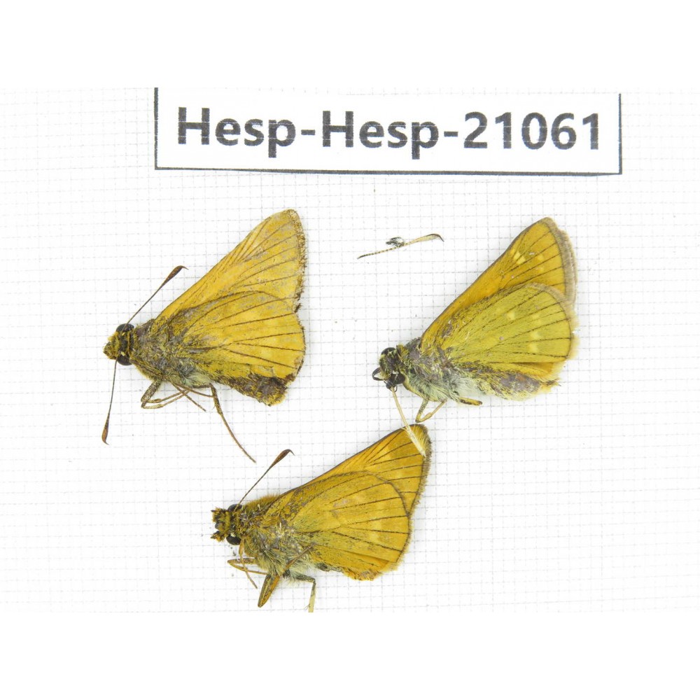 Thymelicus sylvaticus. China, Heilongjiang, Jiamusi. 3M. Hesp-Hesp-21061.
