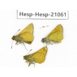 Thymelicus sylvaticus. China, Heilongjiang, Jiamusi. 3M. Hesp-Hesp-21061.
