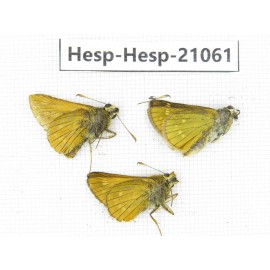 Thymelicus sylvaticus. China, Heilongjiang, Jiamusi. 3M. Hesp-Hesp-21061.