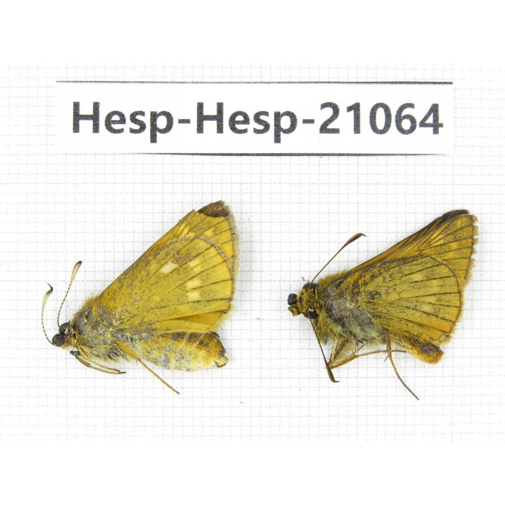 Thymelicus sp. China, Heilongjiang, Jiamusi. 1P. Hesp-Hesp-21064.