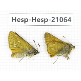 Thymelicus sp. China, Heilongjiang, Jiamusi. 1P. Hesp-Hesp-21064.