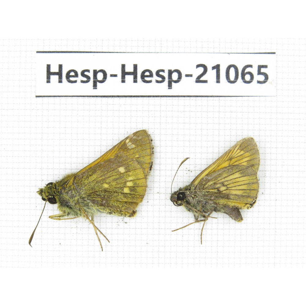 Thymelicus sp. China, Heilongjiang, Jiamusi. 2M. Hesp-Hesp-21065.