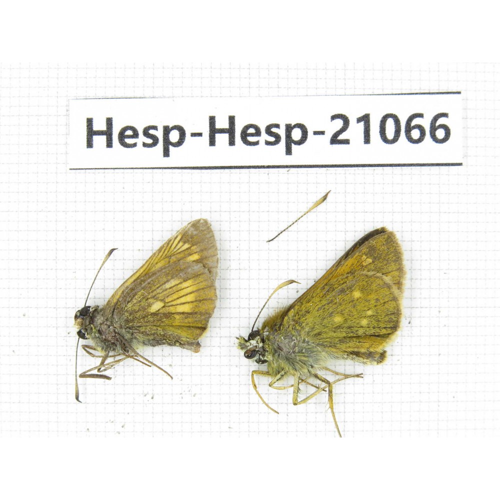 Thymelicus sp. China, Heilongjiang, Jiamusi. 2M. Hesp-Hesp-21066.