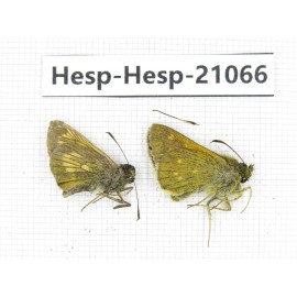 Thymelicus sp. China, Heilongjiang, Jiamusi. 2M. Hesp-Hesp-21066.