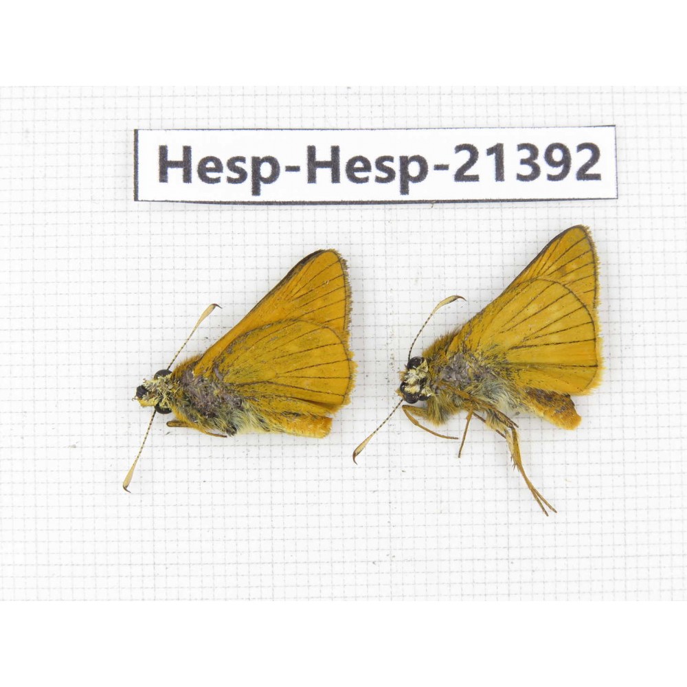 Thymelicus sylvaticus. China, Heilongjiang, Mudanjiang. 2M. Hesp-Hesp-21392.
