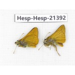 Thymelicus sylvaticus. China, Heilongjiang, Mudanjiang. 2M. Hesp-Hesp-21392.